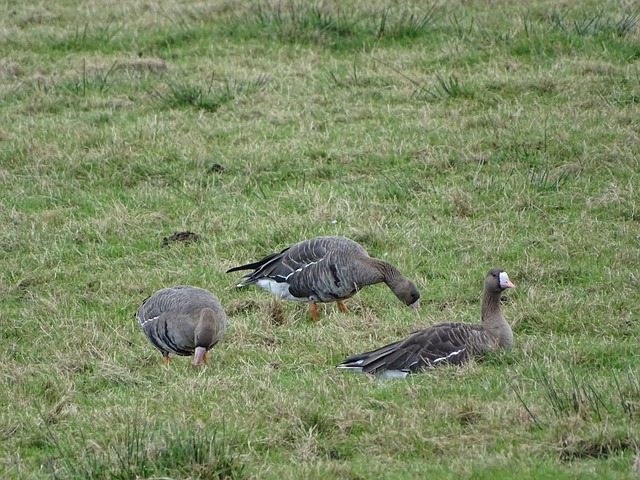 仅展示了多 仅展示了多